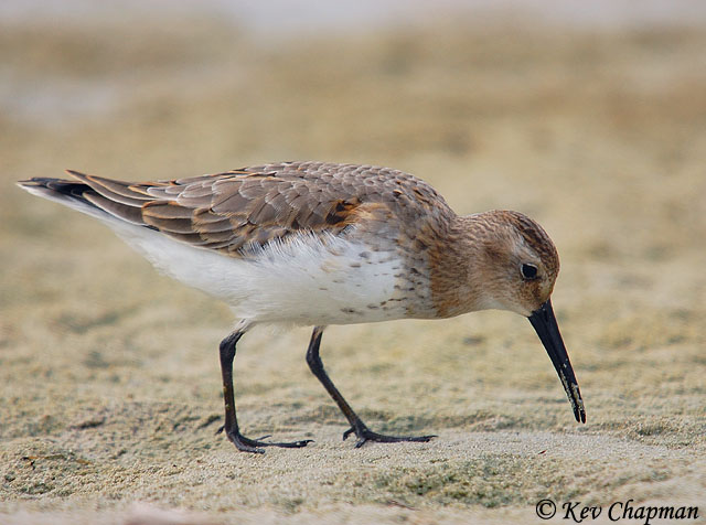 Curlew Sandpiper - Calidris ferruginea
