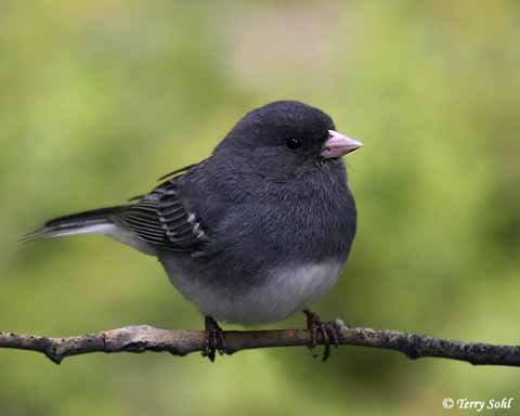 Dark-eyed Junco - Junco hyemalis