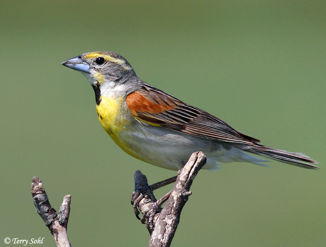 Dickcissel - Spiza americana