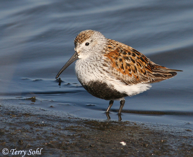 Dunlin - Calidris alpina