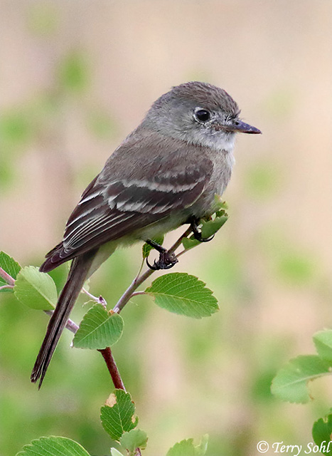 Dusky Flycatcher - Empidonax oberholseri