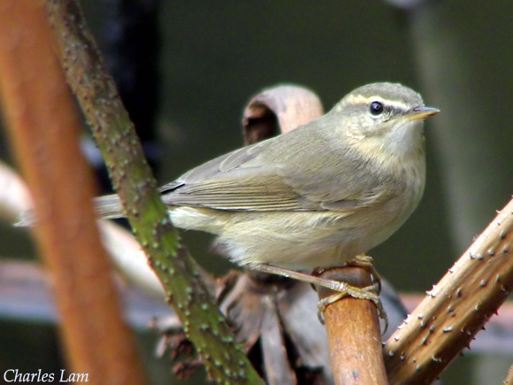 Dusky Warbler - Phylloscopus fuscatus