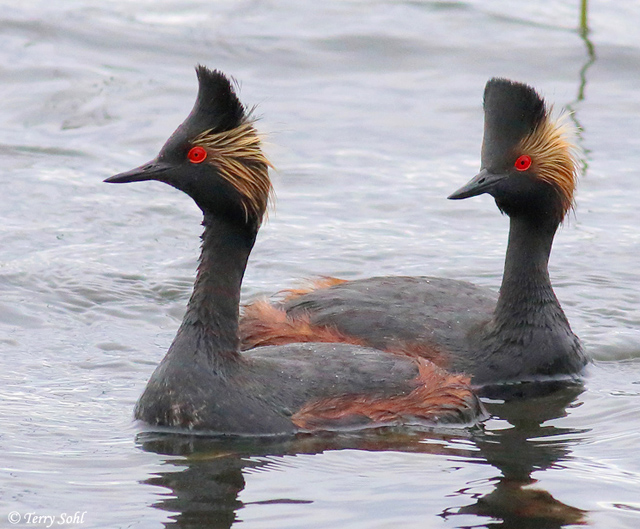 Eared Grebe - Podiceps nigricollis