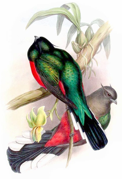 Eared Quetzal - Euptilotis neoxenus