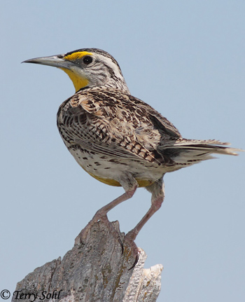 Eastern Meadowlark - Sturnella magna