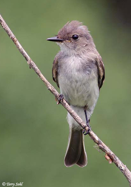 Eastern Phoebe - Sayornis phoebe