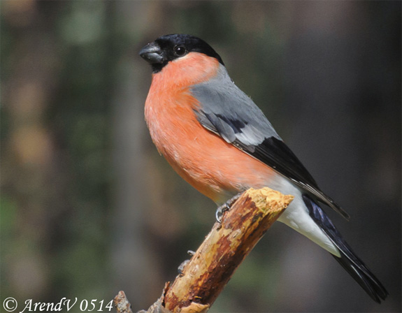 Eurasian Bullfinch - Pyrrhula pyrrhula