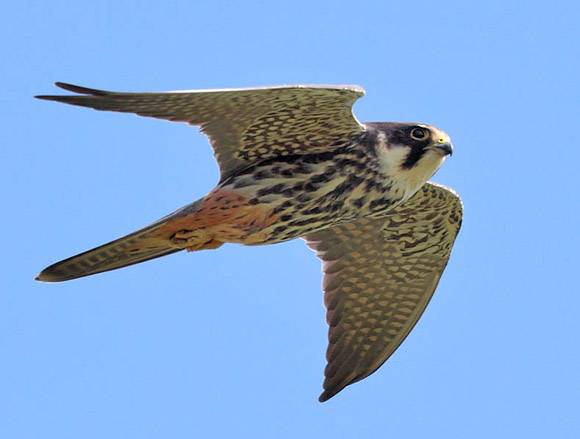 Eurasian Hobby - Falco subbuteo