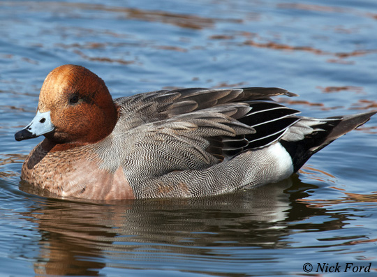 Eurasian Wigeon - Mareca penelope