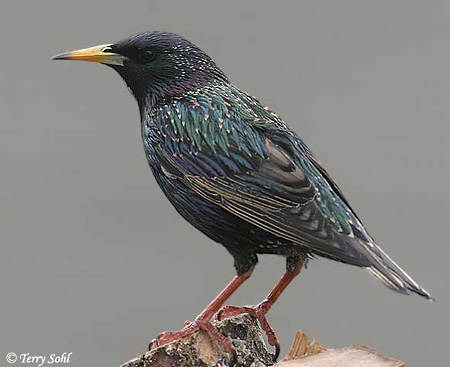 European Starling - Sturnus vulgaris