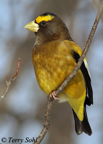 Evening Grosbeak - Coccothraustes vespertinus