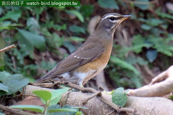 Eyebrowed Thrush - Turdus obscurus