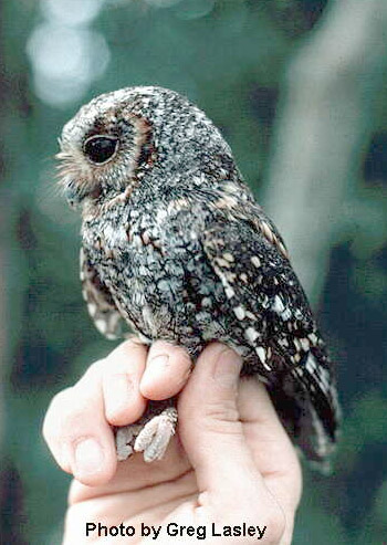 Flammulated Owl - Psiloscops flammeolus