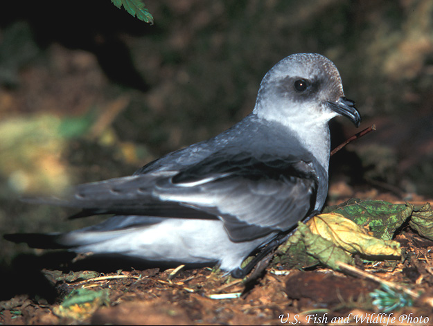 Fork-tailed Storm-Petrel - Oceanodroma furcata