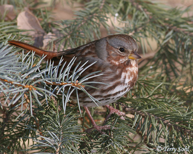 Fox Sparrow - Paserella iliaca