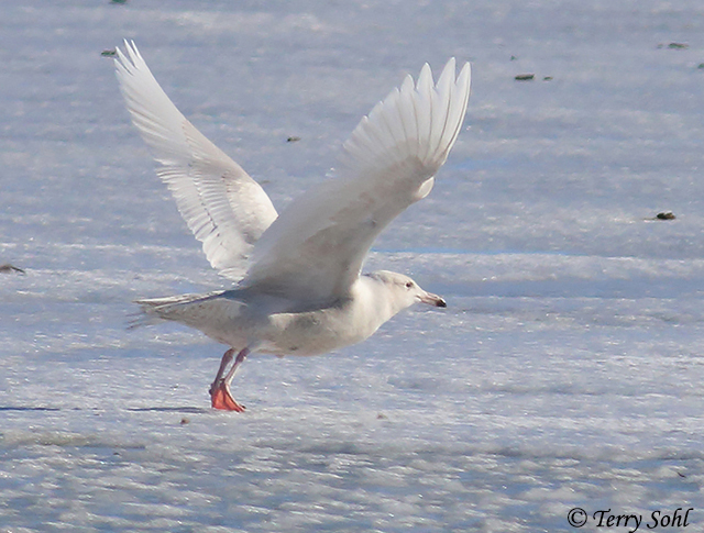 Glaucous Gull - Larus hyperboreus