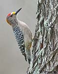 Golden-fronted Woodpecker - Melanerpes aurifrons