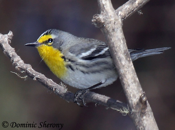 Grace's Warbler - Setophaga graciae