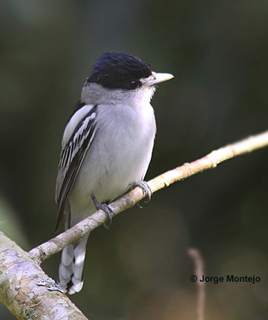 Gray-collared Becard - Pachyramphus major