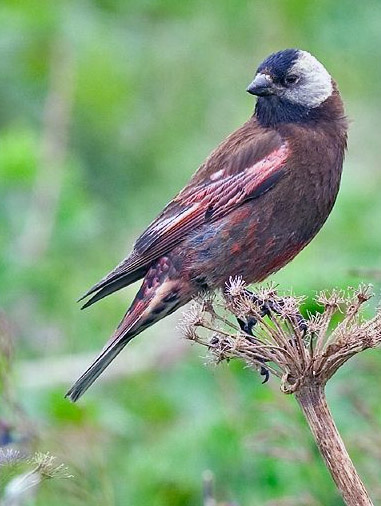 Gray-crowned Rosy-Finch - Leucosticte tephrocotis