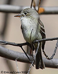 Gray Flycatcher - Empidonax wrightii