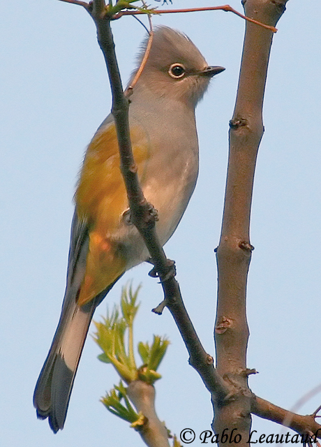 Gray Silky-Flycatcher - Ptilogonys cinereus