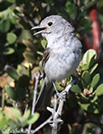 Gray Vireo - Vireo vicinior