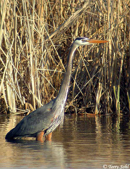 Great Blue Heron - Ardea herodias