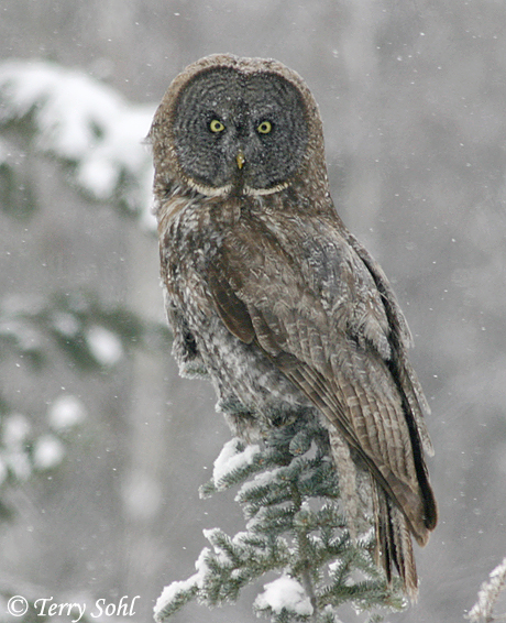 Great Gray Owl - Strix nebulosa