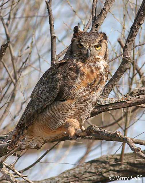 Great Horned Owl - Bubo virginianus