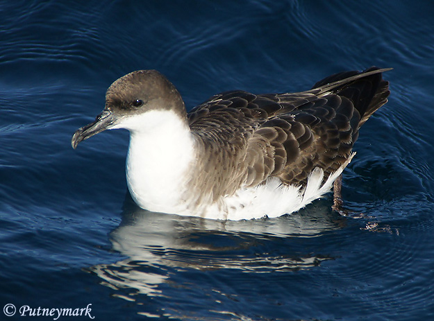 Great Shearwater - Ardenna gravis