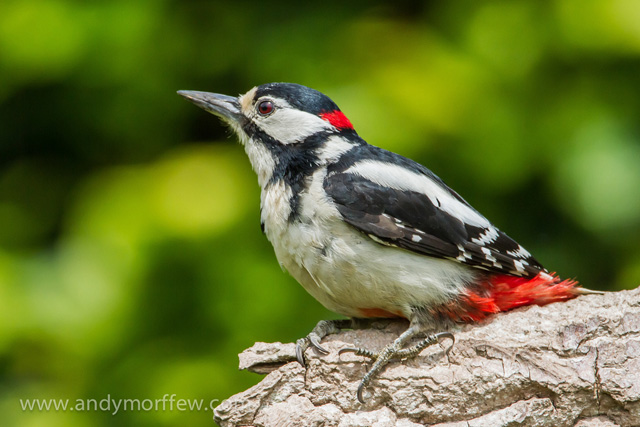 Great Spotted Woodpecker - Dendrocopos major