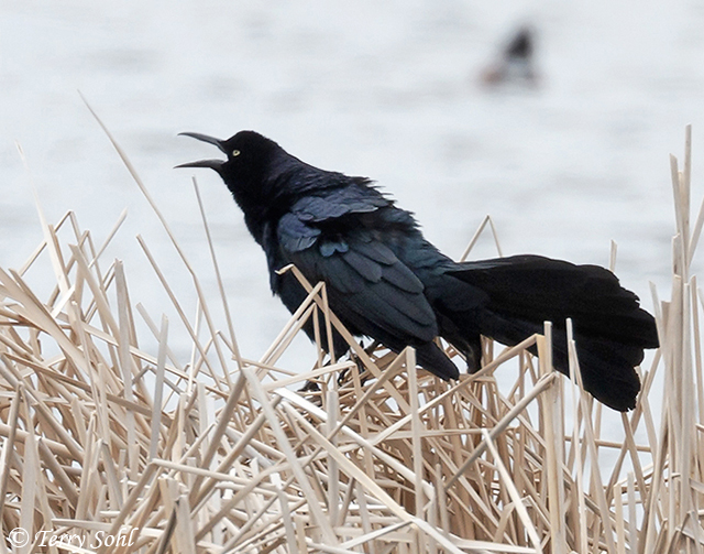 Greattailed Grackle South Dakota Birds and Birding