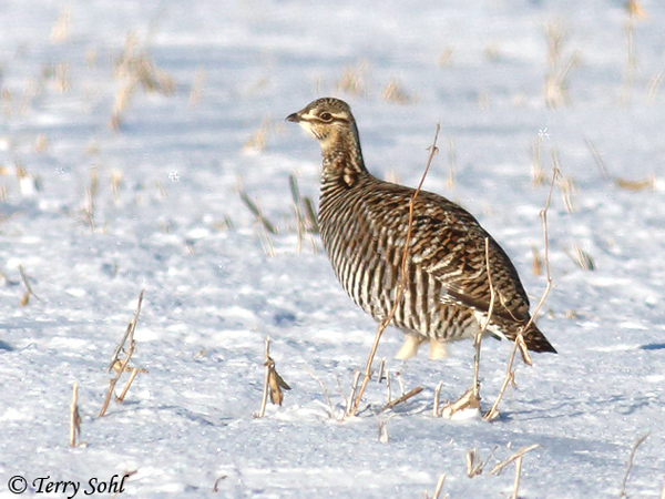 Greater Prairie Chicken - Tympanuchus cupido