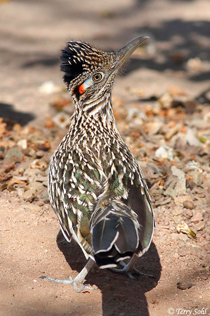 Greater Roadrunner  - Geococcyx californianus