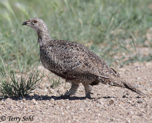 Greater Sage Grouse - Centrocercus urophasianus
