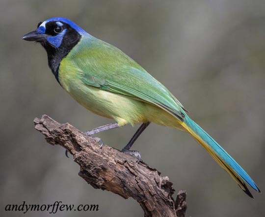 Green Jay - Cyanocorax yncas