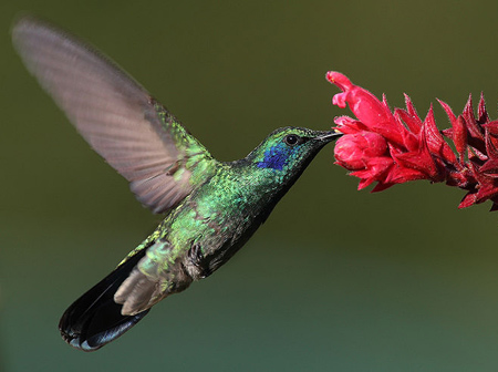 Mexican Violetear - Colibri thalassinus