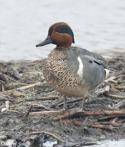 Green-winged Teal - Anas crecca