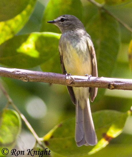 Greenish Elaenia - Myiopagis viridicata