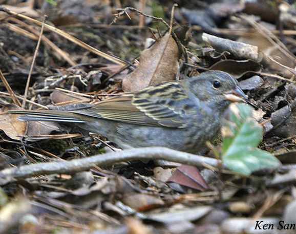 Gray Bunting - Emberiza variabilis