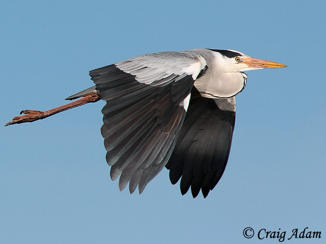 Gray Heron - Ardea cinerea