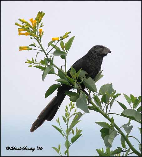 Groove-billed Ani - Crotophaga sulcirostris
