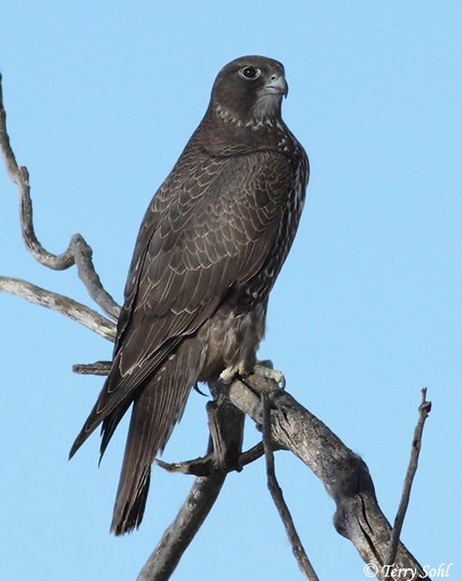 Gyrfalcon - Falco rusticolus