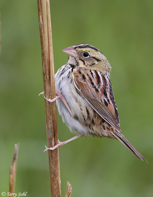 Henslow's Sparrow - Ammodramus henslowii