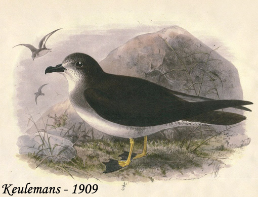 Herald Petrel - Pterodroma arminjoniana