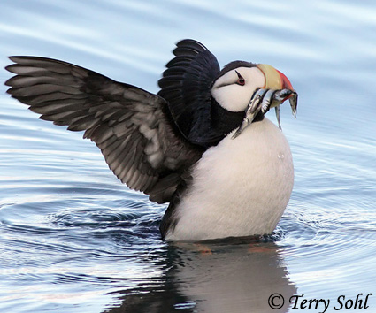 Horned Puffin, Online Learning Center