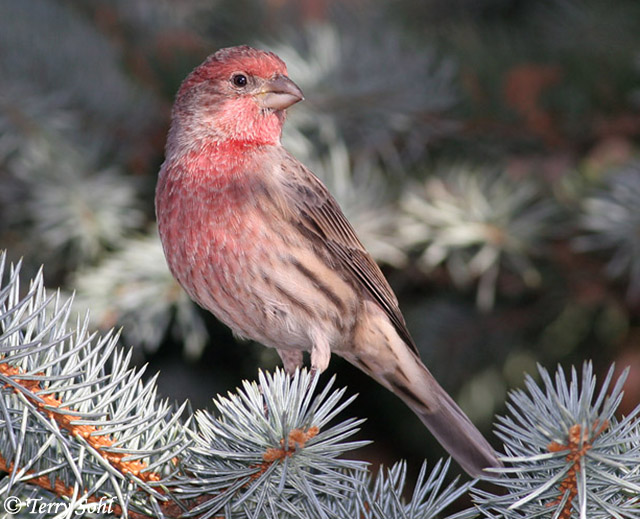 House Finch - Haemorhous mexicanus