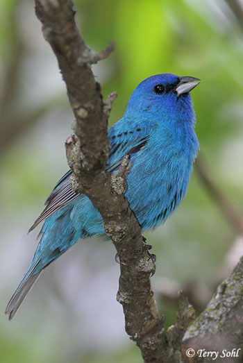 Indigo Bunting - Passerina cyanea