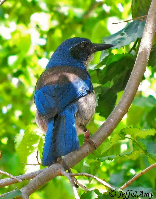 Island Scrub-Jay - Aphelocoma insularis